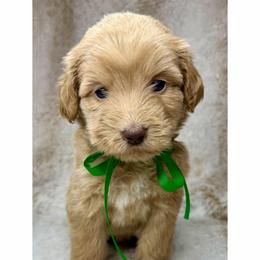 Airy - Caramel red male Australian Labradoodle puppy in Upland, California from Kings Labradoodles