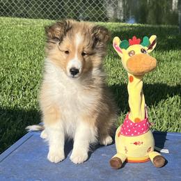 Charlie - Sable and white male Shetland Sheepdog puppy in Davie, Florida from Enclave