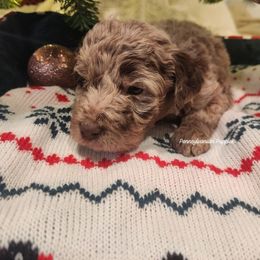 Candy Cane - Merle male Goldendoodle puppy in Pennsylvania from Pennsylvanian Puppies