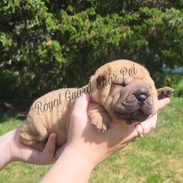 Angel - Fawn female Chinese Shar-Pei puppy in Columbus, Indiana from Royal Guard Shar Pei