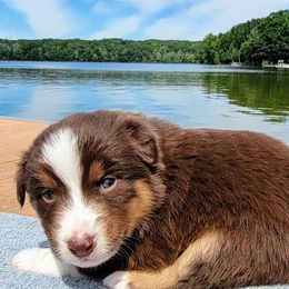 Australian Shepherds from Rocky Ridge Australian Shepherds