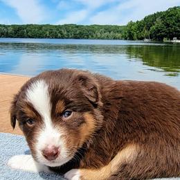 Australian Shepherds from Rocky Ridge Australian Shepherds