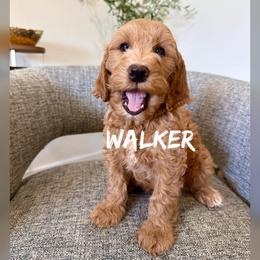 Walker - Apricot male Goldendoodle puppy in Glendale, Arizona from Follow Your Bliss Doodles