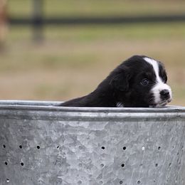Spirit - Black tri-color female Australian Shepherd puppy in Springville, Alabama from Cross Creek Aussies