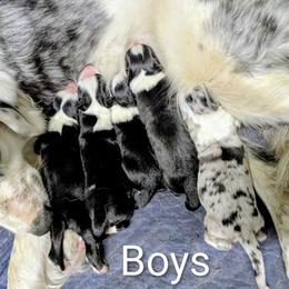Australian Shepherd and Great Dane Puppies from AEW Farm