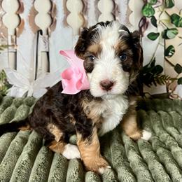 Light Pink - Brown female Bernedoodle puppy in The Woodlands, Texas from Gracie's Goldendoodles and Bernedoodles of The Woodlands