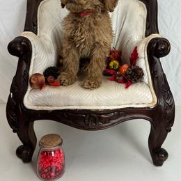 Red Collar - Red  male Poodle puppy in Murrayville, Georgia from Spoiled Rotten Kennels