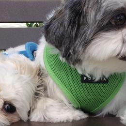 Shih Tzus from Legends Farm