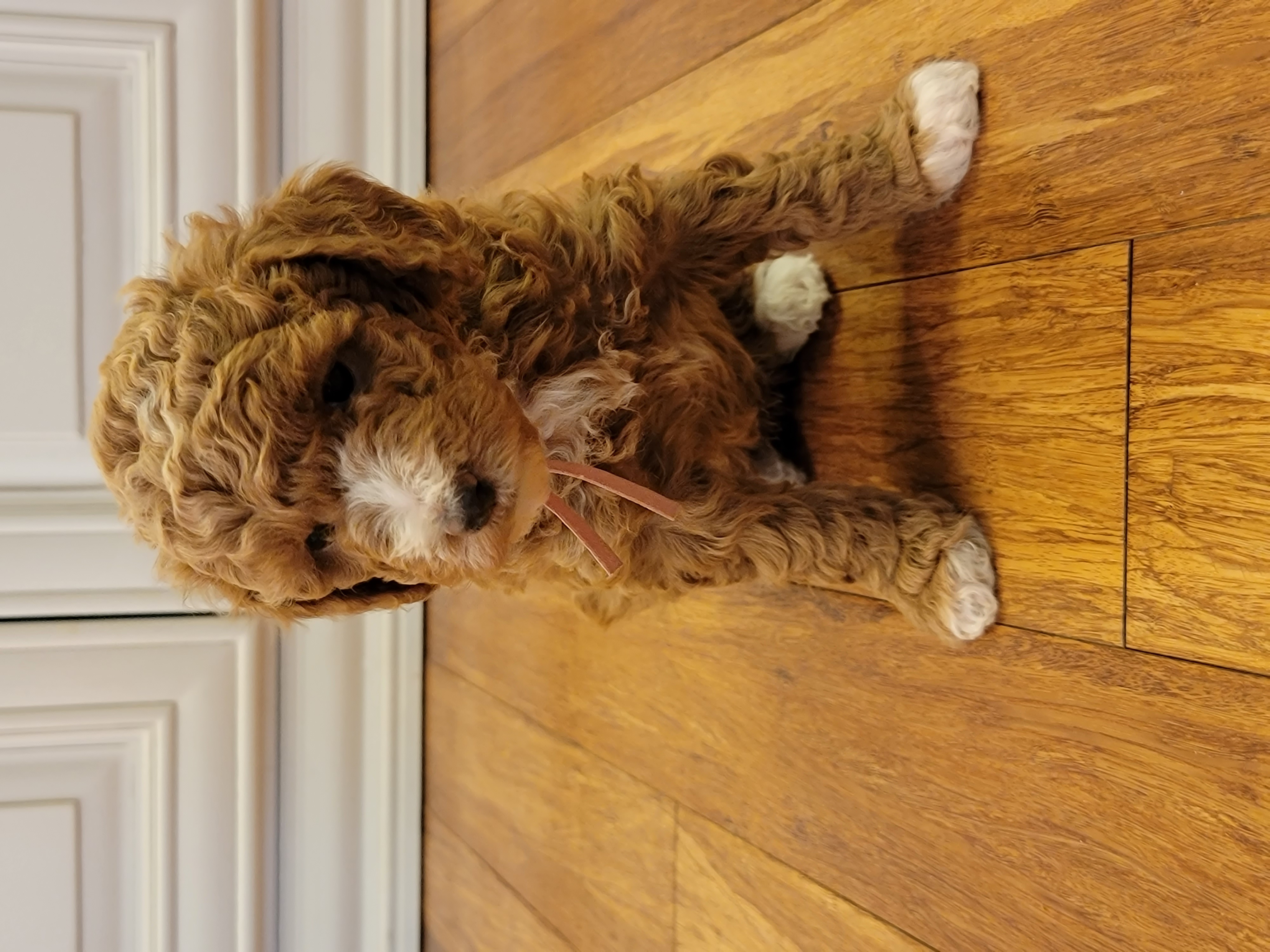 Assorted Doodle Crosses and Poodle Puppies from Center Hill Poodles and Doodles