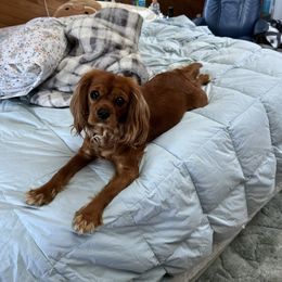 Lady - Cavalier King Charles Spaniel