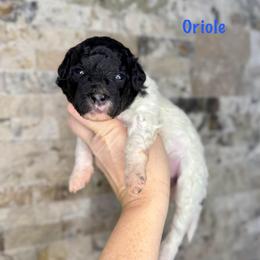 Oriole - Black and white male Bernedoodle puppy in Midland, Michigan from Northern Charm Farm