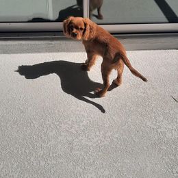 Cavalier King Charles Spaniel Puppies from StoryBook Cavaliers
