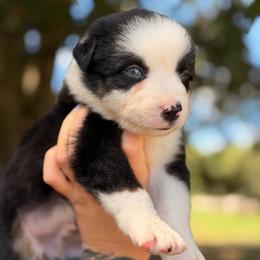 Tide AKC - Black tri-color male Australian Shepherd puppy in Polk City, Florida from Skaky Shepherds