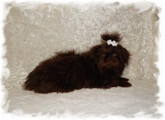WOOKIE