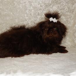 WOOKIE - Shih Tzu