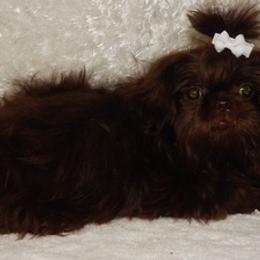 WOOKIE - Shih Tzu
