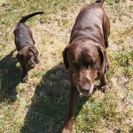 Labrador Retriever Puppies from Rick's Retrievers