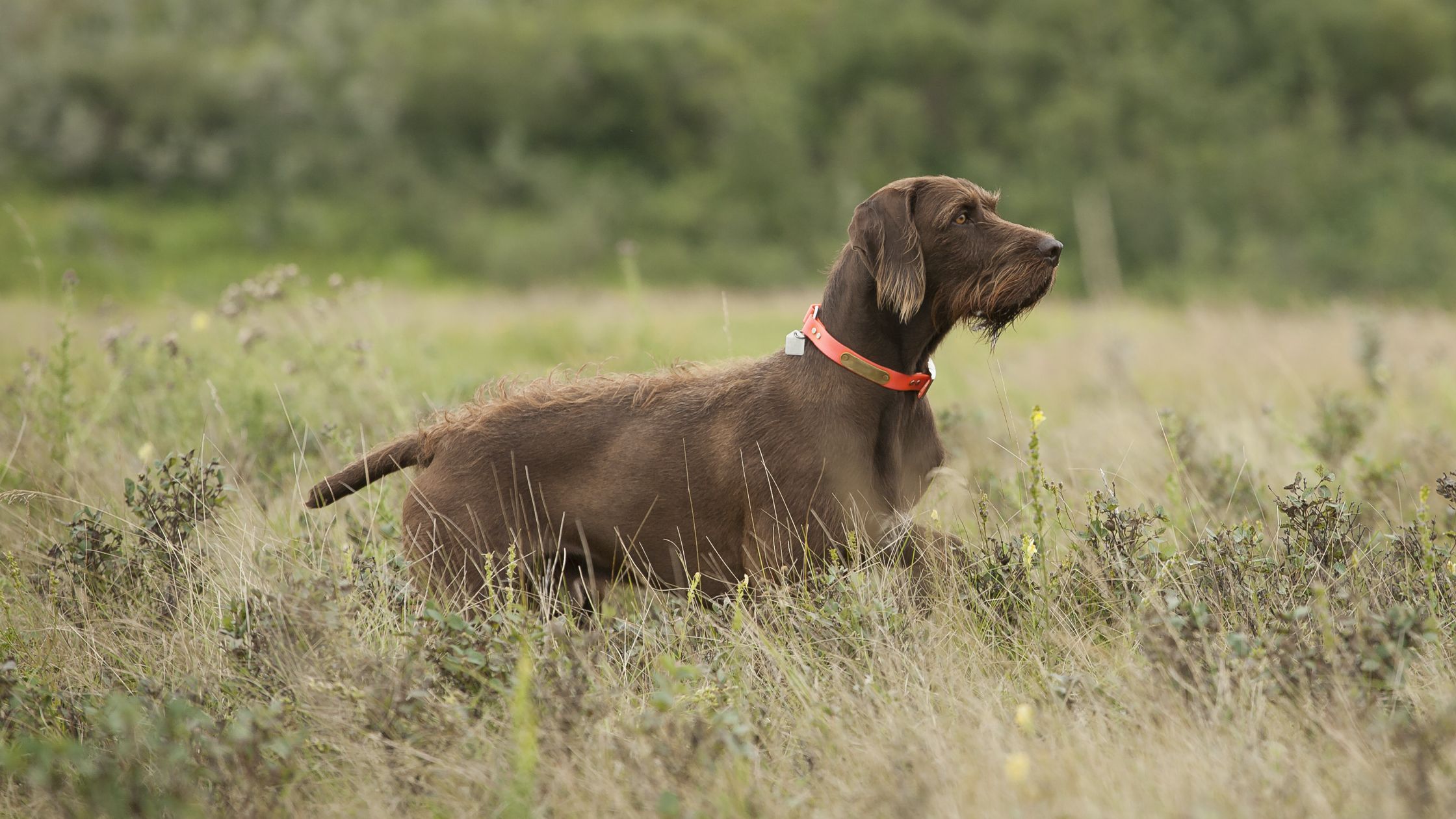 Started pudelpointer clearance for sale