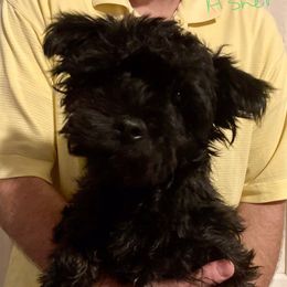 Asher - Yorkipoo