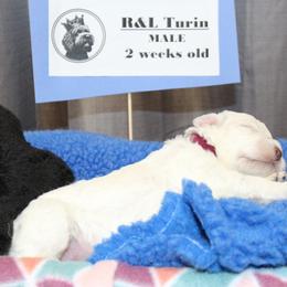 Lagotto Romagnolo Puppies from Royal and Loyal Lagotto Romagnolo