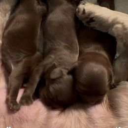 Girl - Chocolate female Shih Tzu puppy in Lakeland, Florida from The Townsend Tzu