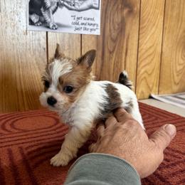 Boy 2 - Parti male Yorkshire Terrier puppy in Bear Creek, North Carolina from Yorkie Time