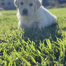 Golden Retriever Puppies from Bramble Berry Goldens