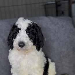 Snow Angel - Parti female Poodle puppy in Corona, California from Garden Of Poodles