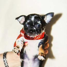 Chihuahua puppies from HaloHavenChihuahuas