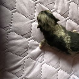 Stevee - Blue merle female Pomeranian puppy in Jackson, New Jersey from Peapod Pomeranians