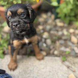 Cavapoo Puppies from Panda Puppies