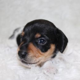 Black and White piebald male - Piebald male Dachshund puppy in Lily, Kentucky from Little Acres Miniature Dachshunds