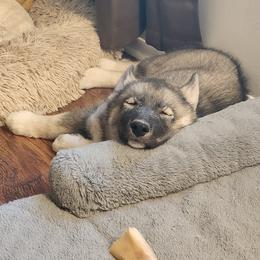 Siberian Husky Puppies from Xavier's Home for Gifted Huskies