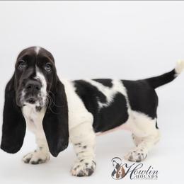 Tsireya (Pending) - Black and white female Basset Hound puppy in Surprise, Arizona from Howlin Hounds