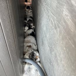 Bernedoodle Puppies from Over the Moon Poodles and Doodles
