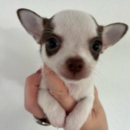 Clover - Chocolate and white male Chihuahua puppy in Coweta, Oklahoma from Green Country Chihuahuas