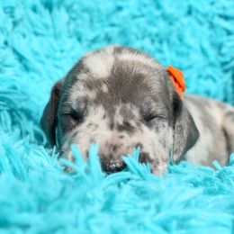 Orange Collar Blue Merle Male - Merlequin male Great Dane puppy in Alvarado, Texas from Texas Blue Danes