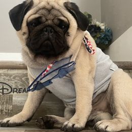 Gus - Pug