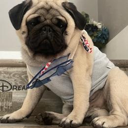 Gus - Pug