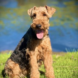 Lilly - Welsh Terrier
