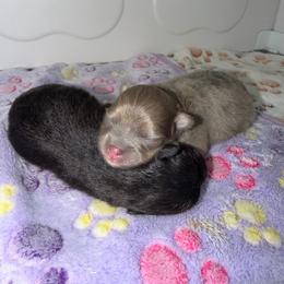 Pomeranian puppies from Royal Paws Of Colorado