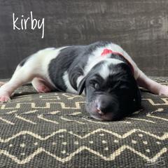 Saint Berdoodle puppies from SeasideSaints