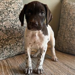 Bogie - White and liver female German Shorthaired Pointer puppy in Ulen, Minnesota from North Wind Gundogs