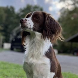 Daisy - Brittany