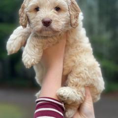 Bernedoodle and Double Doodle Puppies from Cloud Nine Doodles