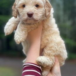 Bernedoodle and Double Doodle Puppies from Cloud Nine Doodles