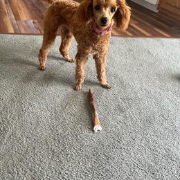 Poodle puppies from 3C Poodles