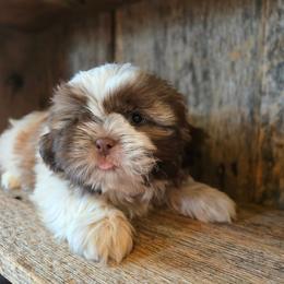 Bruno - Liver and white male Shih Tzu puppy in Mountain Grove, Missouri from Precious Puppies