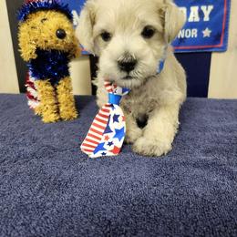 Charlie III - White male Schnoodle puppy in Tucson, Arizona from Smart Schnauzers & Schnoodles