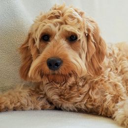 Goldendoodles from Simply Goldendoodles